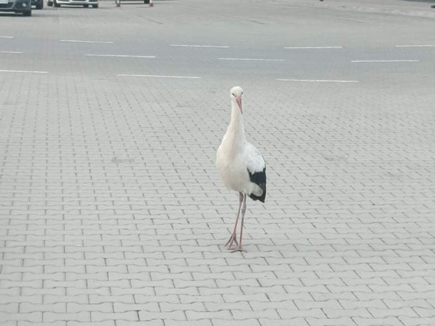 Bocian zamiast odlecieć do ciepłych krajów... chodził po autach [ZDJĘCIA]