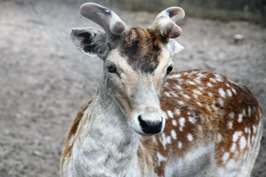 Kasa zoo jest czynna od 9.00 do 16.00, a zwiedzający mogą...