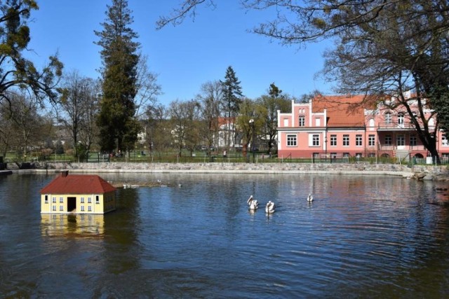 Jest to propozycja dla osób szukających cichego, zielonego zakątka do spędzenia czasu w mieście. W parku można wypocząć, a także spędzić aktywnie czas. Na tym terenie zielonym zamieszkują pelikany różowe, żurawia koroniaste, orły bieliki oraz łabędzie czarne i czarnoszyje. 

Od czwartku, 16 lipca w parku ponownie otwarta została Biblioteka w Pałacu. Czytelnicy mogą wypożyczać interesujące ich tytuły w czwartki i piątki w godz. 10 - 15.