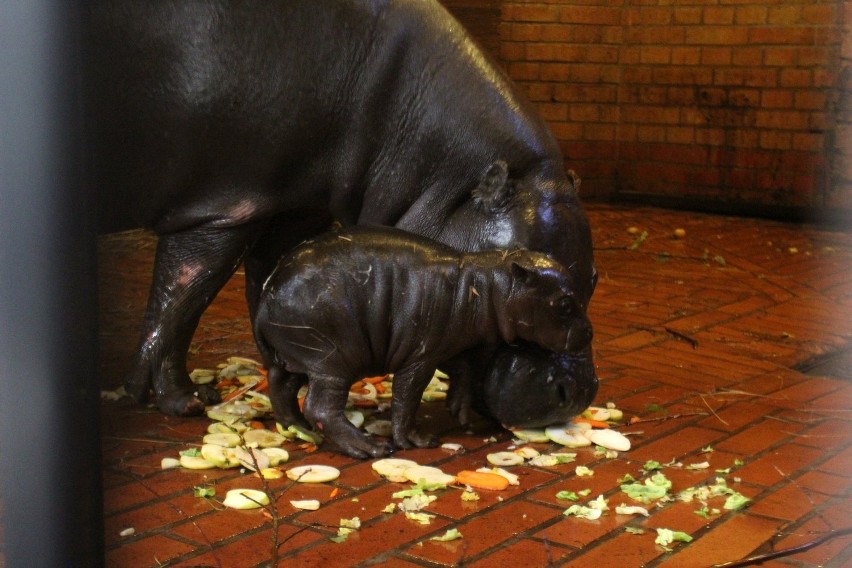 Wrocław: Hipopotam karłowaty urodził się w zoo (ZDJĘCIA)