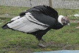 Nie żyje kondor Baltazar. 30 lat życia spędził w gdańskim ogrodzie zoologicznym