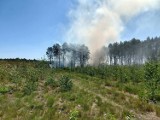 Szczecin: W lasach jest bardzo sucho. Wystarczy niedopałek, by stała się tragedia
