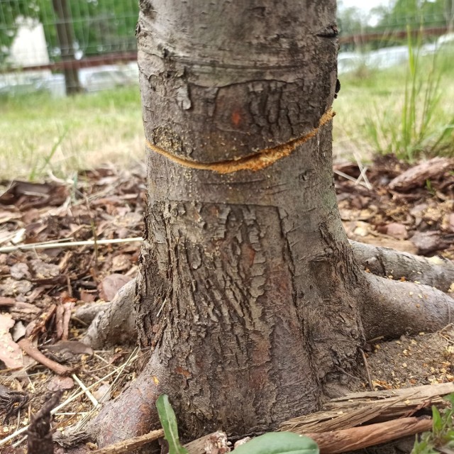 Zniszczono drzewa na Białołęce. Zarząd Zieleni chce znaleźć wandali