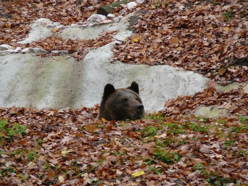Niedźwiedzie w Nowym Zoo już się bawią na wybiegu