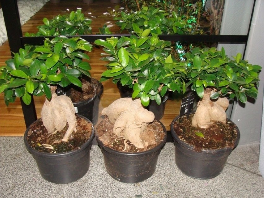 Fikusy bonsai można kupić w wielu sklepach. Ich ceny...