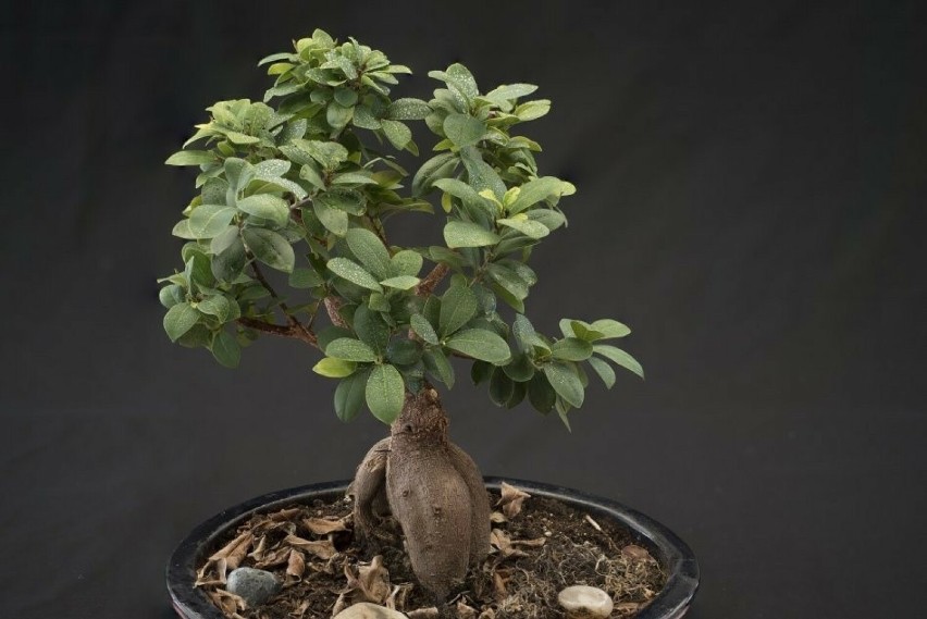 Fikus bonsai potrzebuje głównie wilgotnego podłoża i...