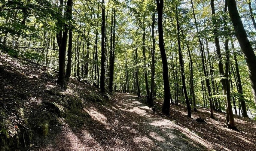 Ekologiczne nawierzchnie szlaku turystycznego w Sopocie. Miasto rozpoczyna prace. Podpisano umowę na remont Szlaku Turystycznego