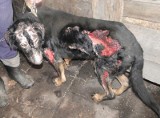 Ścinawka Średnia: Bestia podpaliła psa (film i zdjęcia)