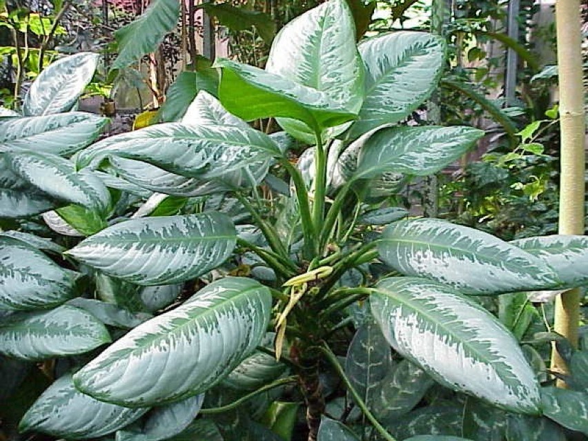 4. Aglaonema

Pozbądź tę roślinę światła, wody i w ogóle...