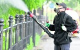 Opryski przeciw komarom w Pile już po raz czwarty i ostatni