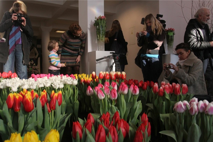 VII Wystawa tulipanów w Wilanowie