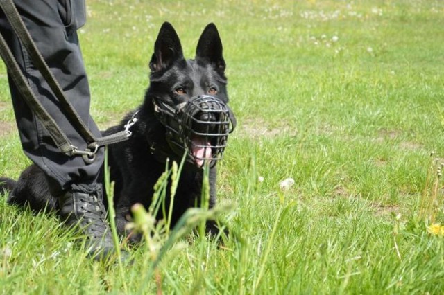 Policyjny pies służbowy odnalazł zaginioną 89-latkę