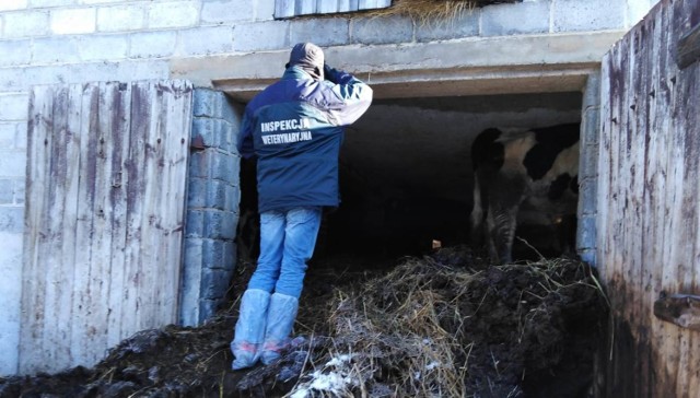 Gmina Żytno: Krowy trzymane w bardzo złych warunkach