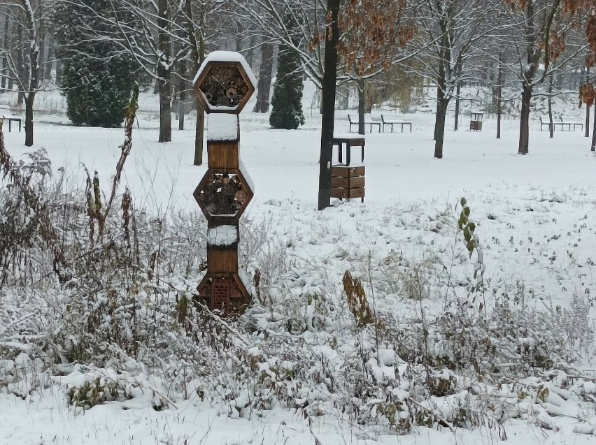 Park Bioróżnorodności w Sosnowcu zachwyca pod zimowym...