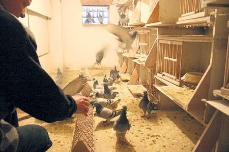 Ryszard Smuda zajmuje się swoimi gołębiami około  sześciu godzin dziennie. To pasja jego życia. Dlatego tak szkoda mu ptaków, które ktoś skradł.