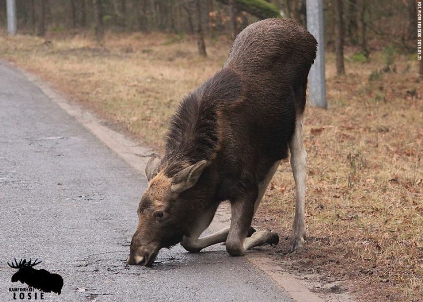 Łosie, Park Kampinoski. Zwierzęta wychodzą na ulice....