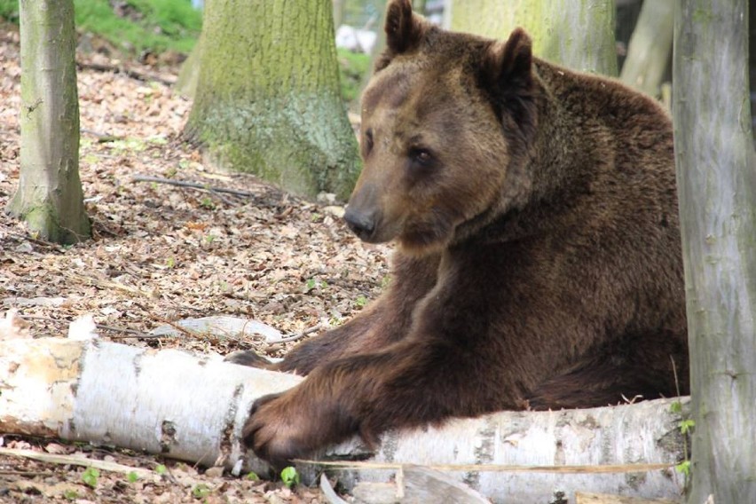 Niedźwiedzie w Nowym Zoo czują się świetnie