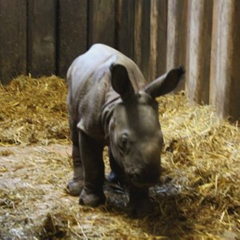 W warszawskim zoo przyszedł na świat nosorożec pancerny. Maluch urodził się w Boże Narodzenie [FOTO]