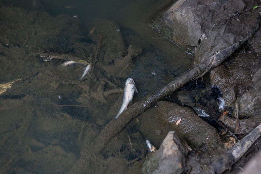 Kraków. Martwe ryby w Wildze. Czy do rzeki dostały się toksyczne substancje? [ZDJĘCIA]