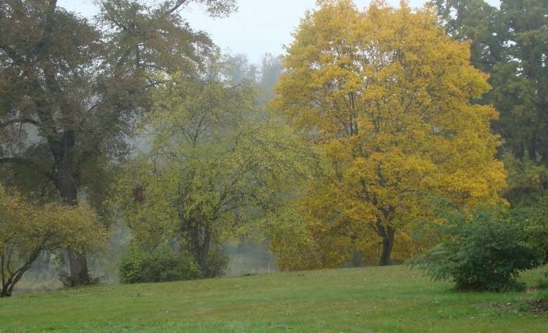 Gołuchów - park jesienią