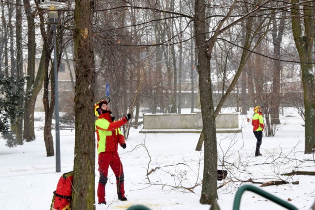 W parku miejskim drzewa są przycinane i prześwietlane przez arborystów.