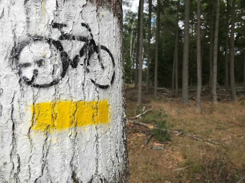 Radusz – ogromna wieś w Puszczy Noteckiej, która przestała...