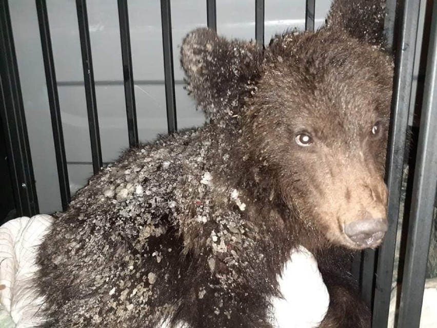 Niedźwiedź Ada trafił do Ośrodka Rehabilitacji Zwierząt...