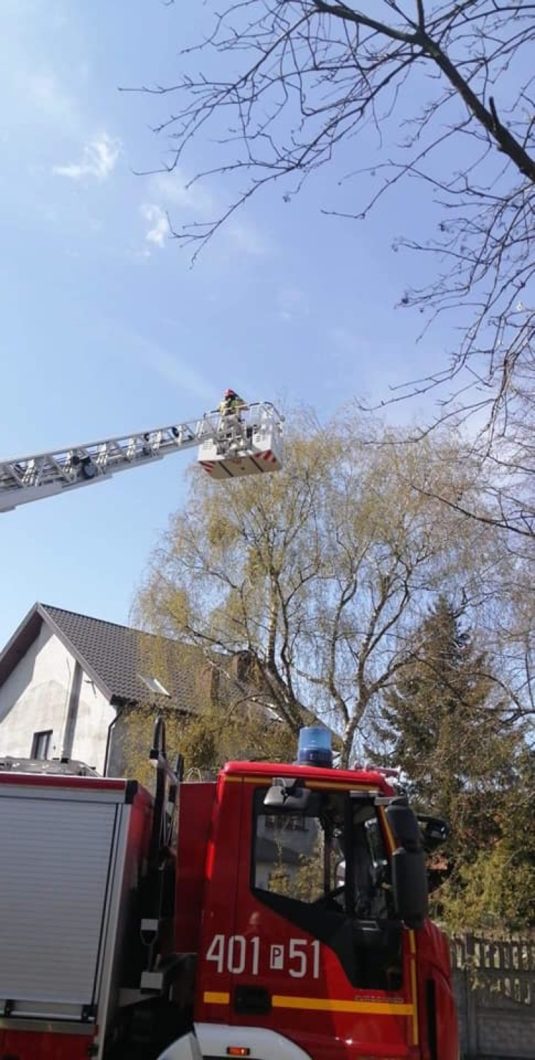 OSP Budzyń: Strażacy pomogli ptakowi, który zaplątał się na drzewie [ZDJĘCIA]