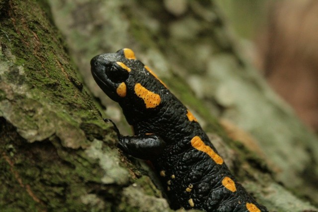 Salamandry na południu Polski wciąż mają się dobrze, ale w innych miejscach świata już nie. Inne płazy również są zagrożone wyginięciem.
