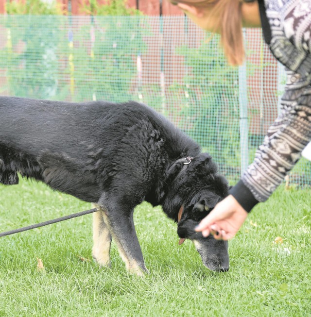 Pojawienie się zwierzaka w domu jest wielkim wydarzeniem w życiu jego mieszkańców. To także moment przełomowy dla pupila, szczególnie jeżeli przebywał on w schronisku.