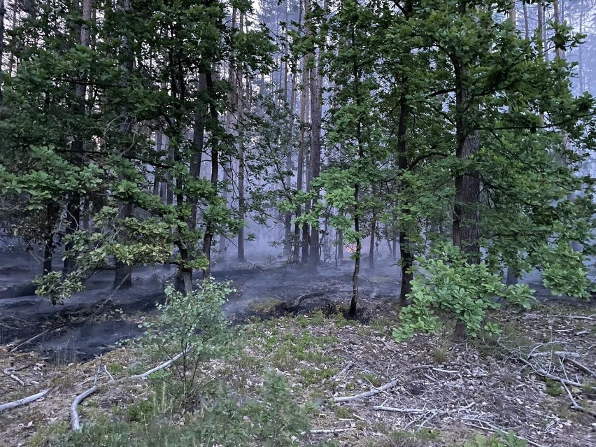 Pożar objął 1,5 hektara poszycia lasu niedaleko Leszna