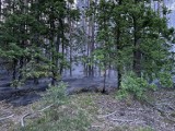 Pożar lasu pod Lesznem. Ogień pojawił się w nocy