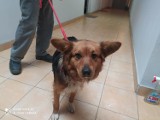 Psy do adopcji w Opocznie. W ostatnich dniach znaleziono wiele porzuconych zwierząt...  ZDJĘCIA, FILM