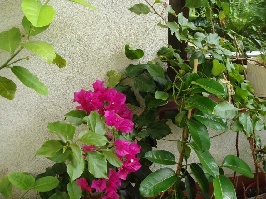 Wakacje na balkonie docenią m.in. rośliny śródziemnomorskie,...