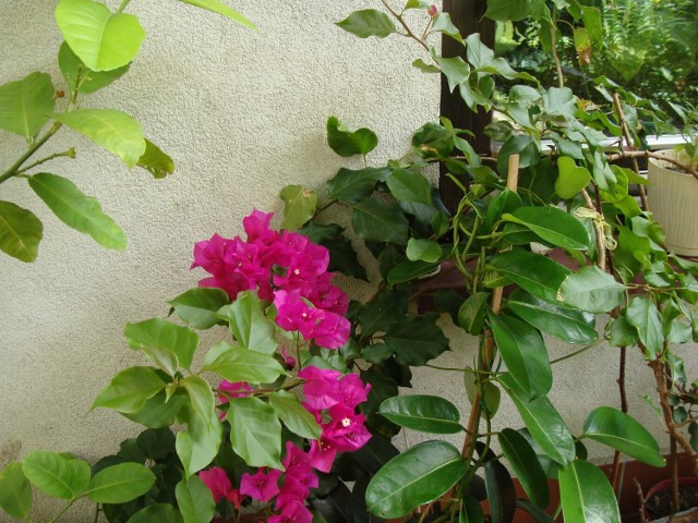Wakacje na balkonie docenią m.in. rośliny śródziemnomorskie, ale też np. storczyki falenopsisy, które będą lepiej kwitnąć (lubią różnice temperatur między dniem i nocą).