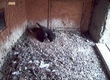 Głogów: Młody sokół wyrzucił jedno pisklę z gniazda. Reszta ocalała