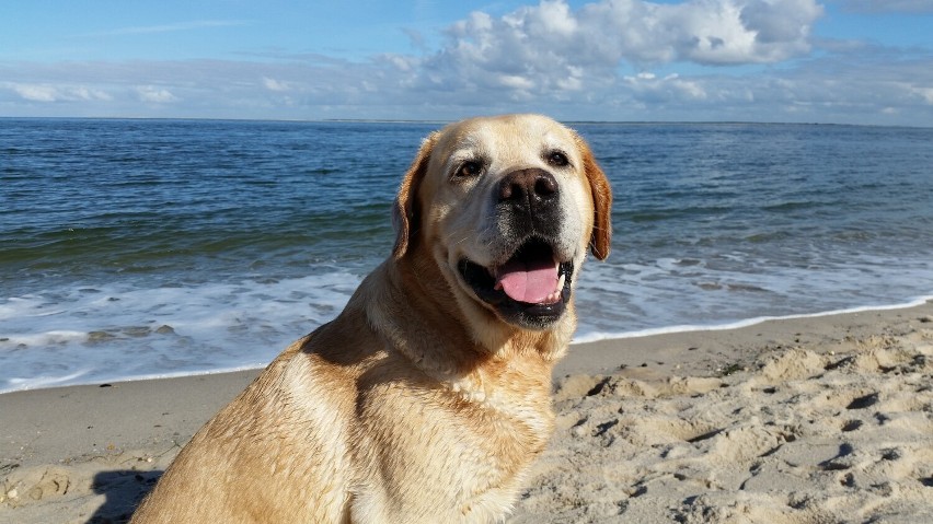 Rasa Labrador retriever to psy żywiołowe, niezwykle wesołe,...