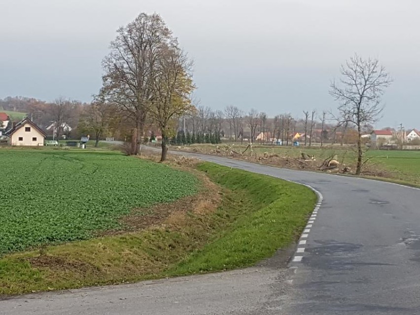 Wycięto drzewa przy drodze. Widok smutny, ale urząd twierdzi: będzie bezpieczniej