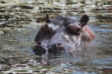 Najstarszy hipopotam w Polsce obchodzi urodziny. Zwierzę kończy 37 lat. Warszawskie ZOO zaprasza do wspólnego świętowania