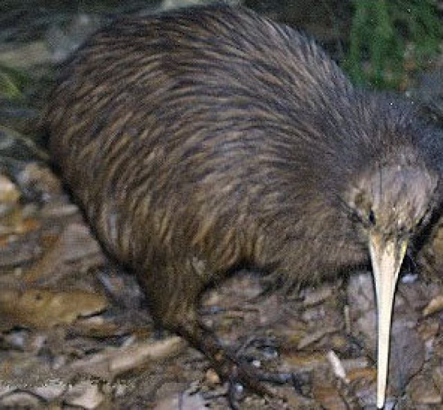 Kiwi.