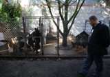 Sąsiedzi skarżą się na hodowlę psów przy ul. Jagodowej w Piotrkowie