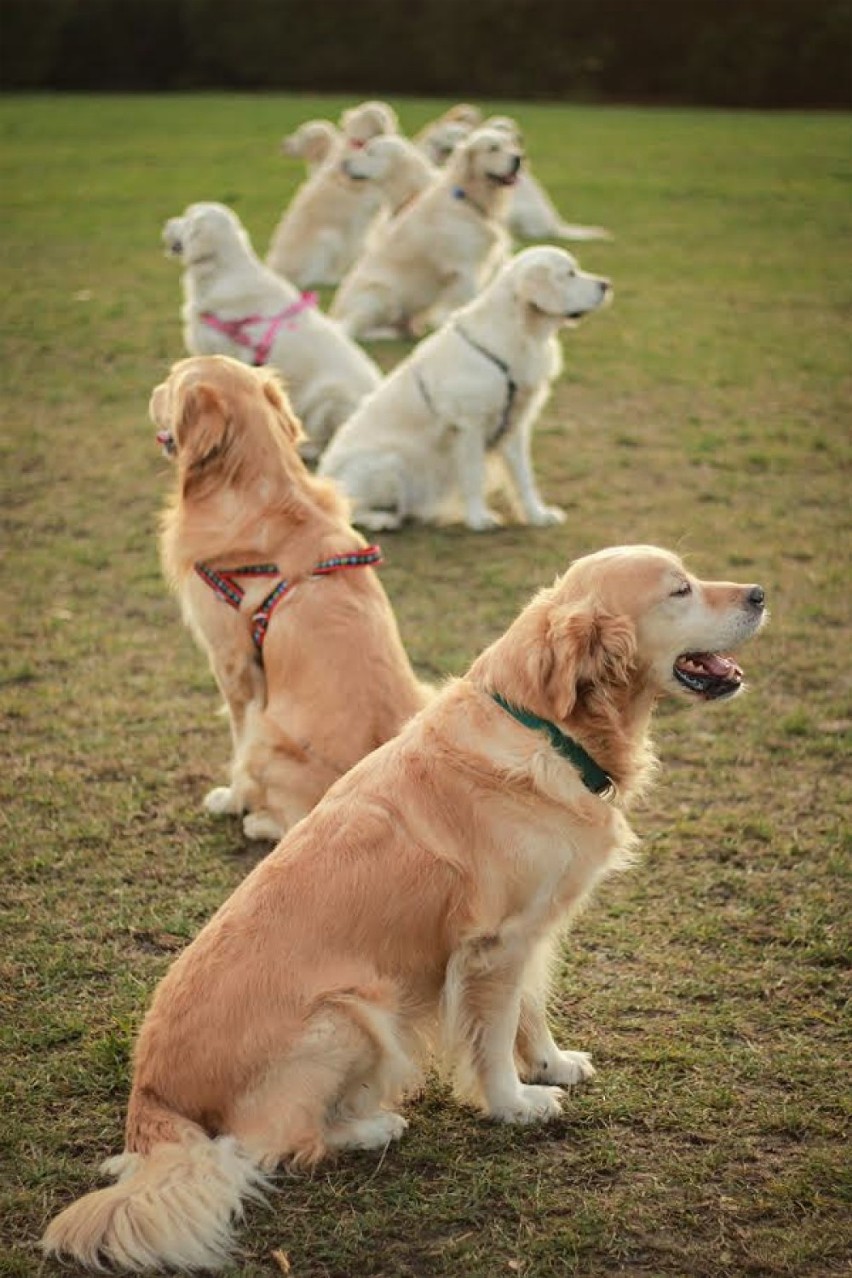 22 finał WOŚP w Poznaniu: Golden retrievery w tym roku też będą kwestować [ZDJĘCIA]