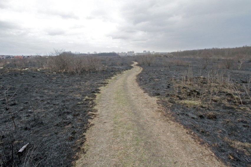 Pożar na Ruczaju: wypaliło się 95 hektarów łąk [ZDJĘCIA]