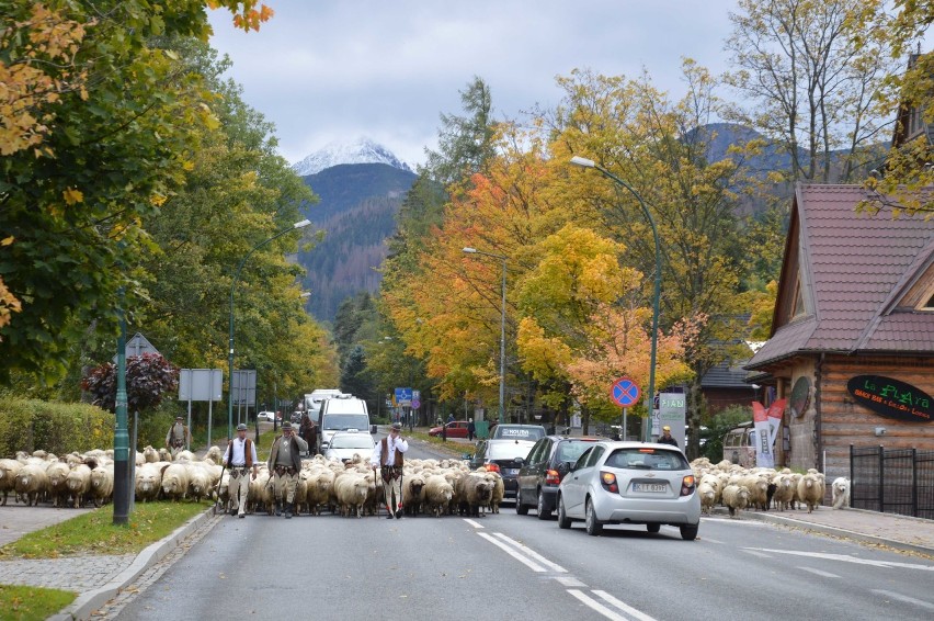 Taki rzeczy tylko w Zakopanem: środkiem ulicy wędruje stado owiec