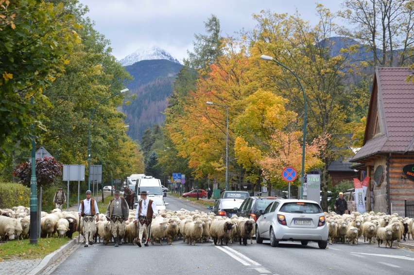 Taki rzeczy tylko w Zakopanem: środkiem ulicy wędruje stado owiec