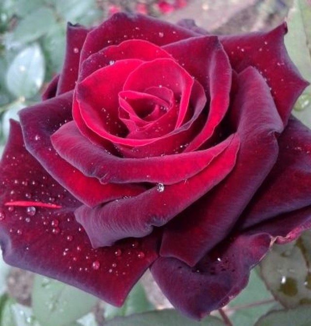 róża bacarolle
