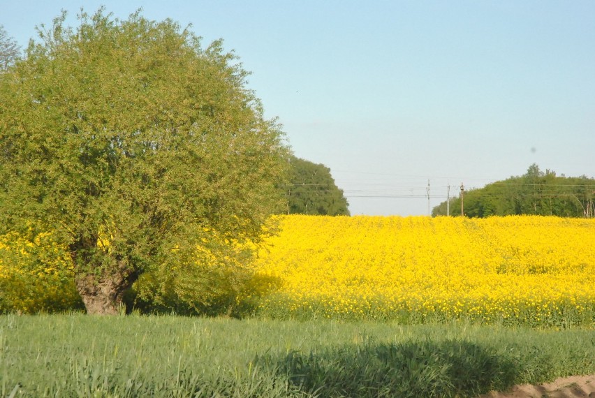 POWIAT LESZCZYŃSKI zachwyca... polami rzepaku. Czy znaliście...