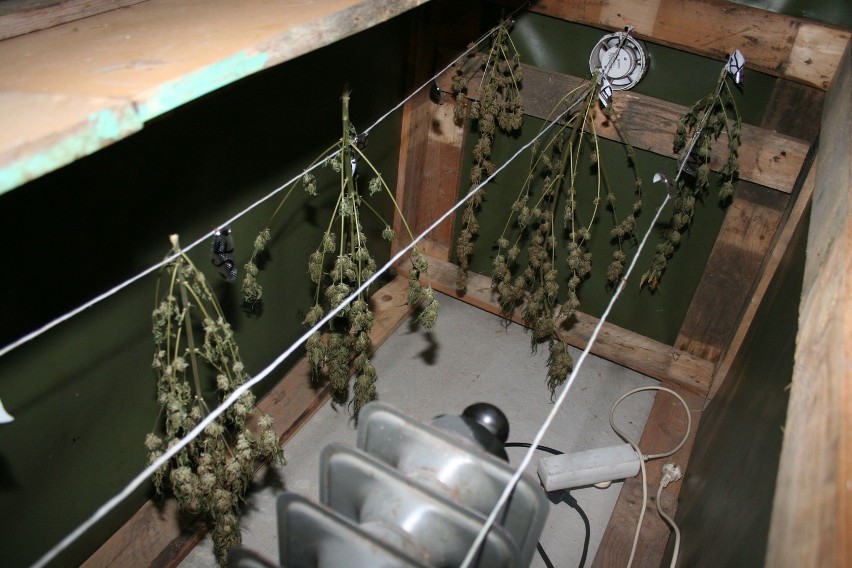 Plantacja marihuany w nieczynnej chlewni w gminie Pruszcz!