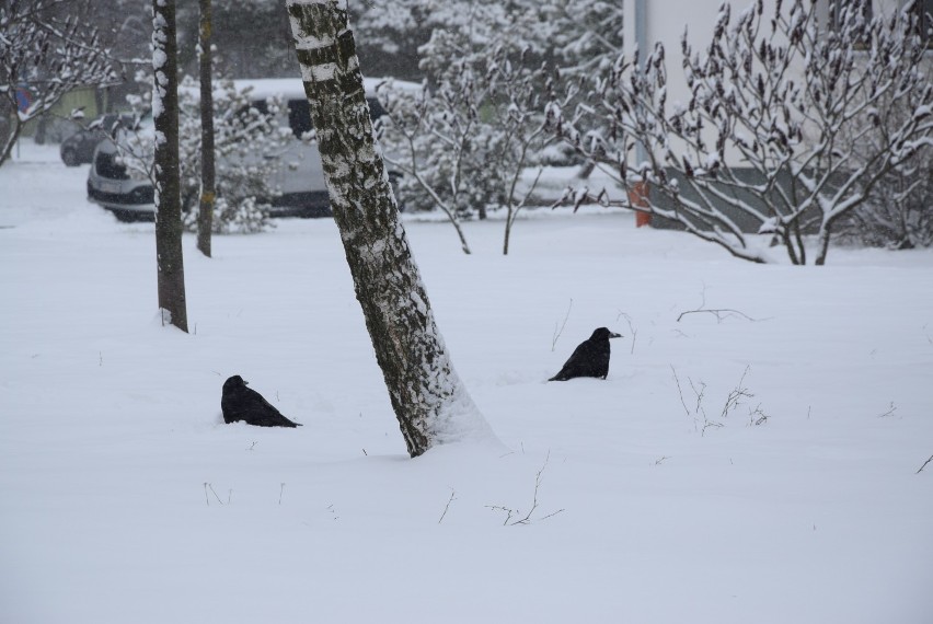 Zimowy, bajkowy krajobraz w chełmskim parku. Zobaczcie zdjęcia