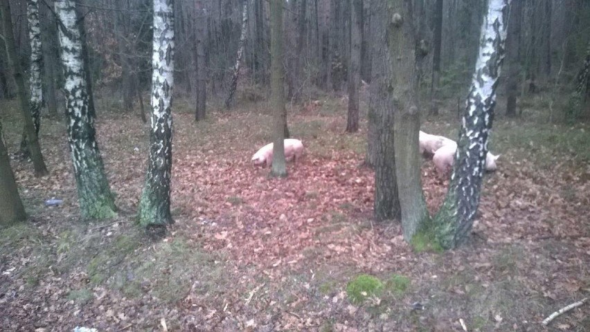 Wypadek na DK-45. Stado świń w lesie